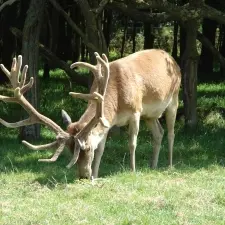 cerfs1