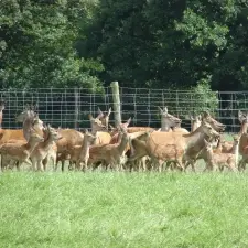 cerfs3
