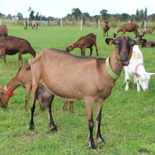 Les chèvres de la ferme de choupette