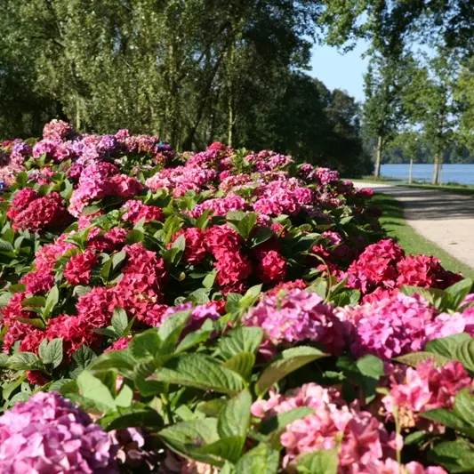 circuit-des-hortensias-Ploërmel-Destination-Brocéliande