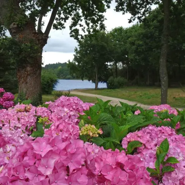 circuit des hortensias - ploermel - brocéliande - bretagne
