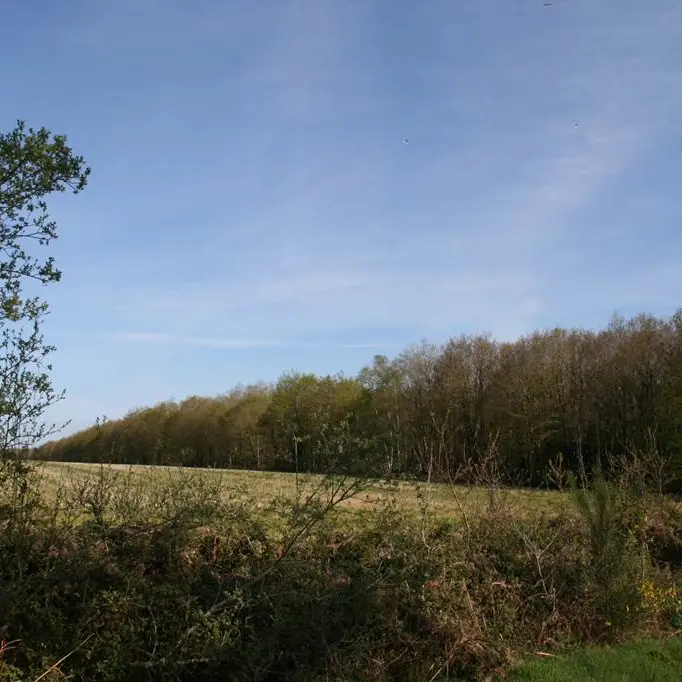 Forêt domaniale de Coeby - Trédion - Morbihan Bretagne sud