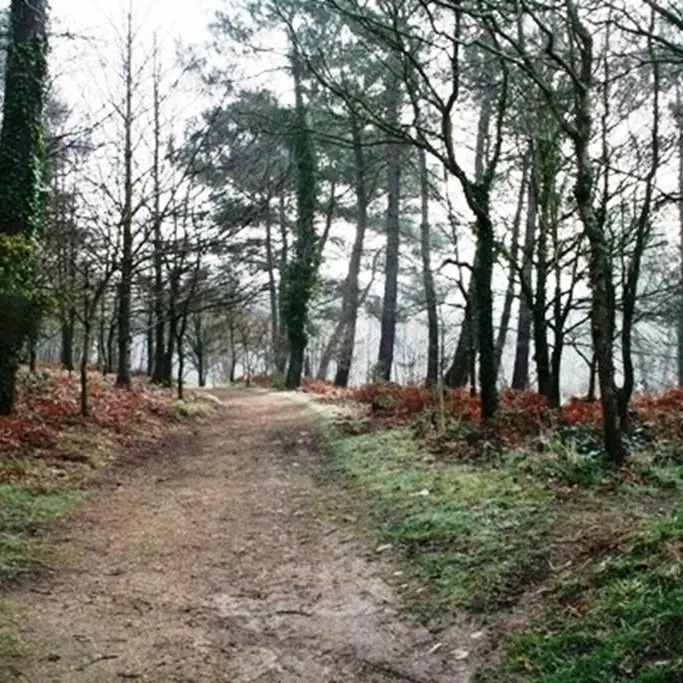 La petite forêt - Auray - Morbihan Bretagne Sud