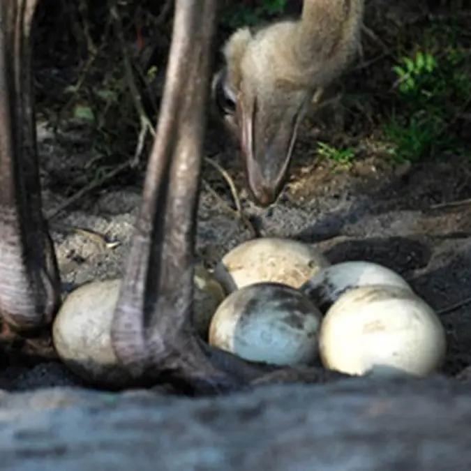 3-Ferme-d-Autruches-La-Saudraye-Guidel-Morbihan-Bretagne-Sud