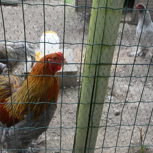 histoires-d-anes-ferme