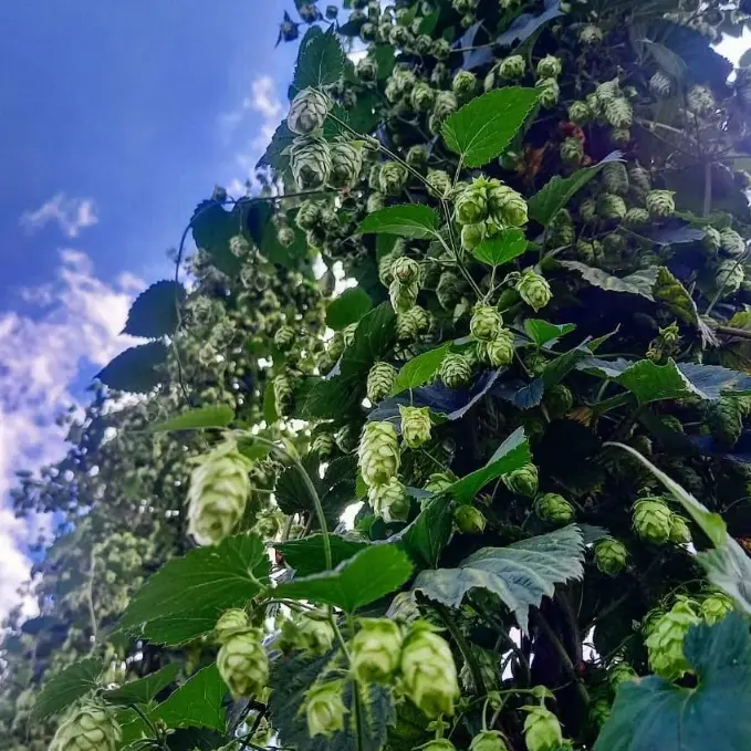 Houblon ferme Hysope