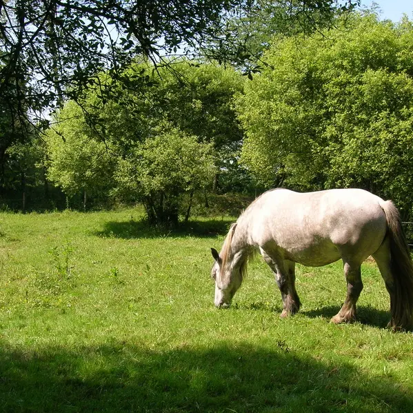 landes-de-jaunouse-2005 (7)