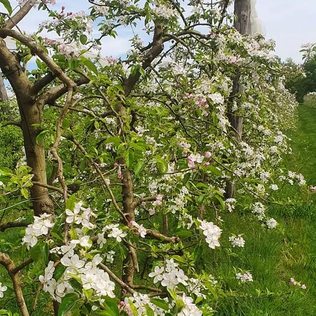 Verger en fleur