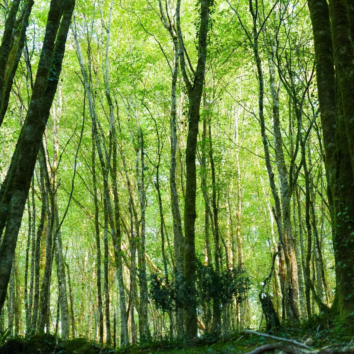 ©OT_Vallée_Vézère_By_Les_Coflocs_EyziesGorgedEnfer-10