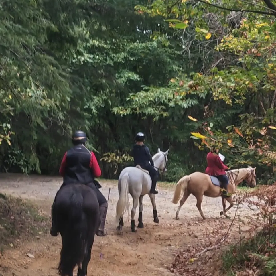 Amicale du Cheval Bandiati Tardoire