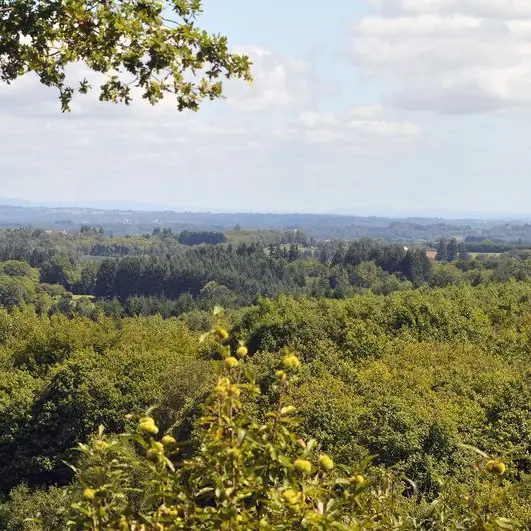 Chemin des hautes forêts_4