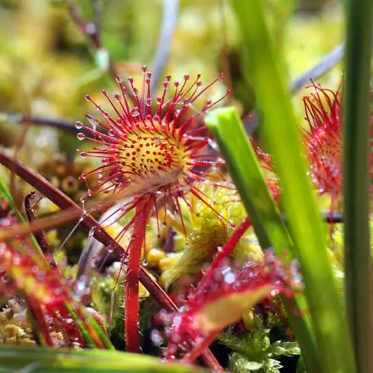 Drosera_3