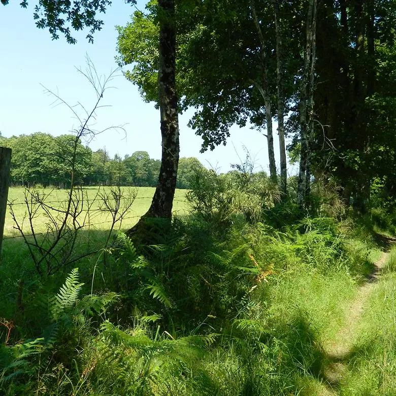 Sentier du dolmen_3