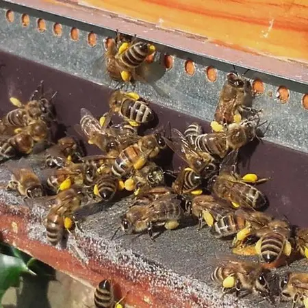 Abeilles © Maison Fedon_3