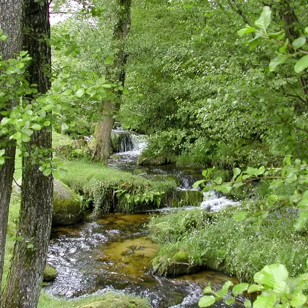 Le ruisseau de la Vergne_4