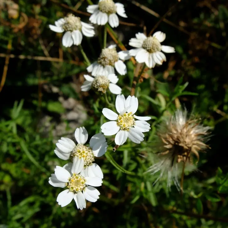 Achillea_3