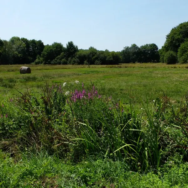 Prairie_4