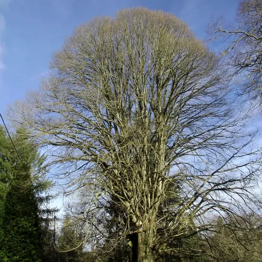 Tilleul argenté du Mast_2