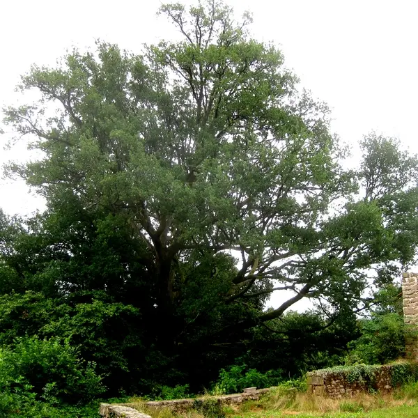 Chêne des anglais à Puymenier_3