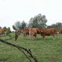Ferme de Belleprade_4