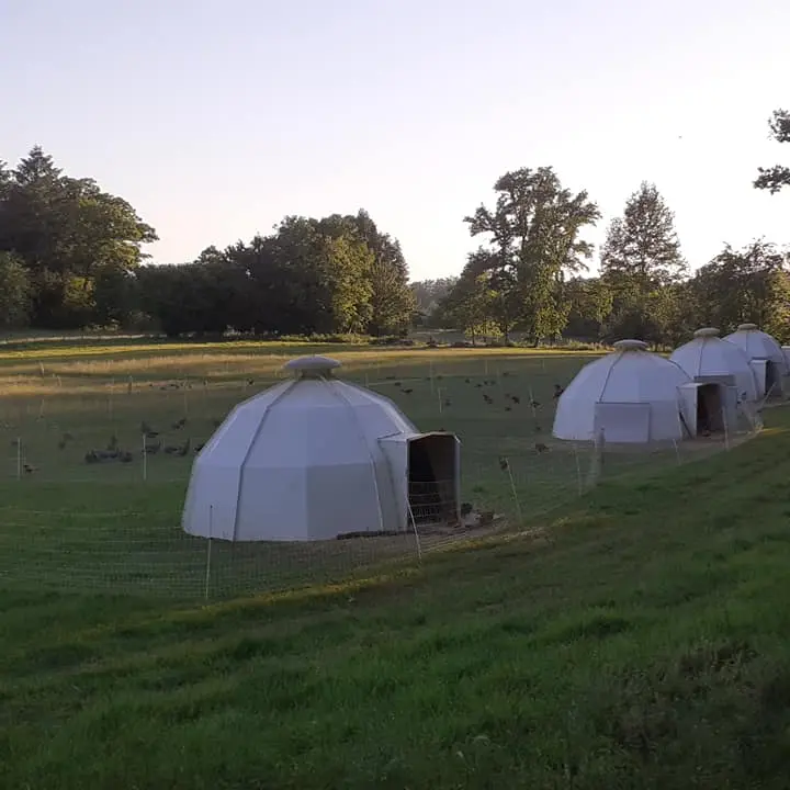 Les volailles d'Angèle_1