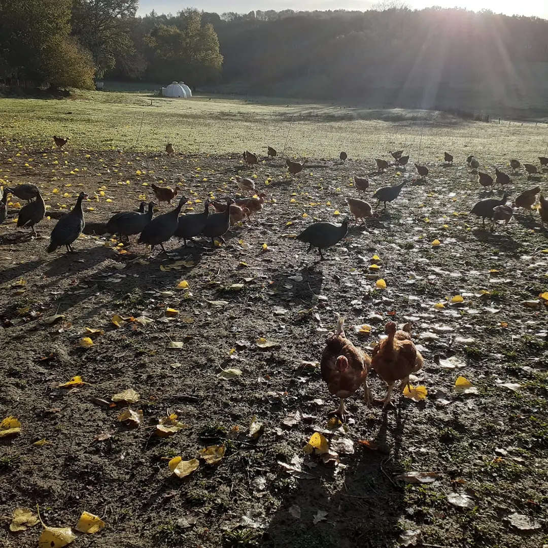 Les volailles d'Angèle_2