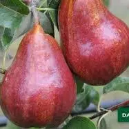 EARL Les Vergers du Pommoire