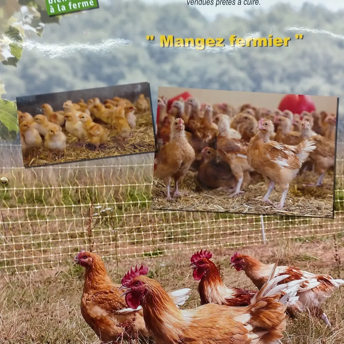Volailles de la Ferme de Chatreix_3