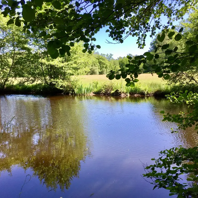 La Vienne à Nedde_2