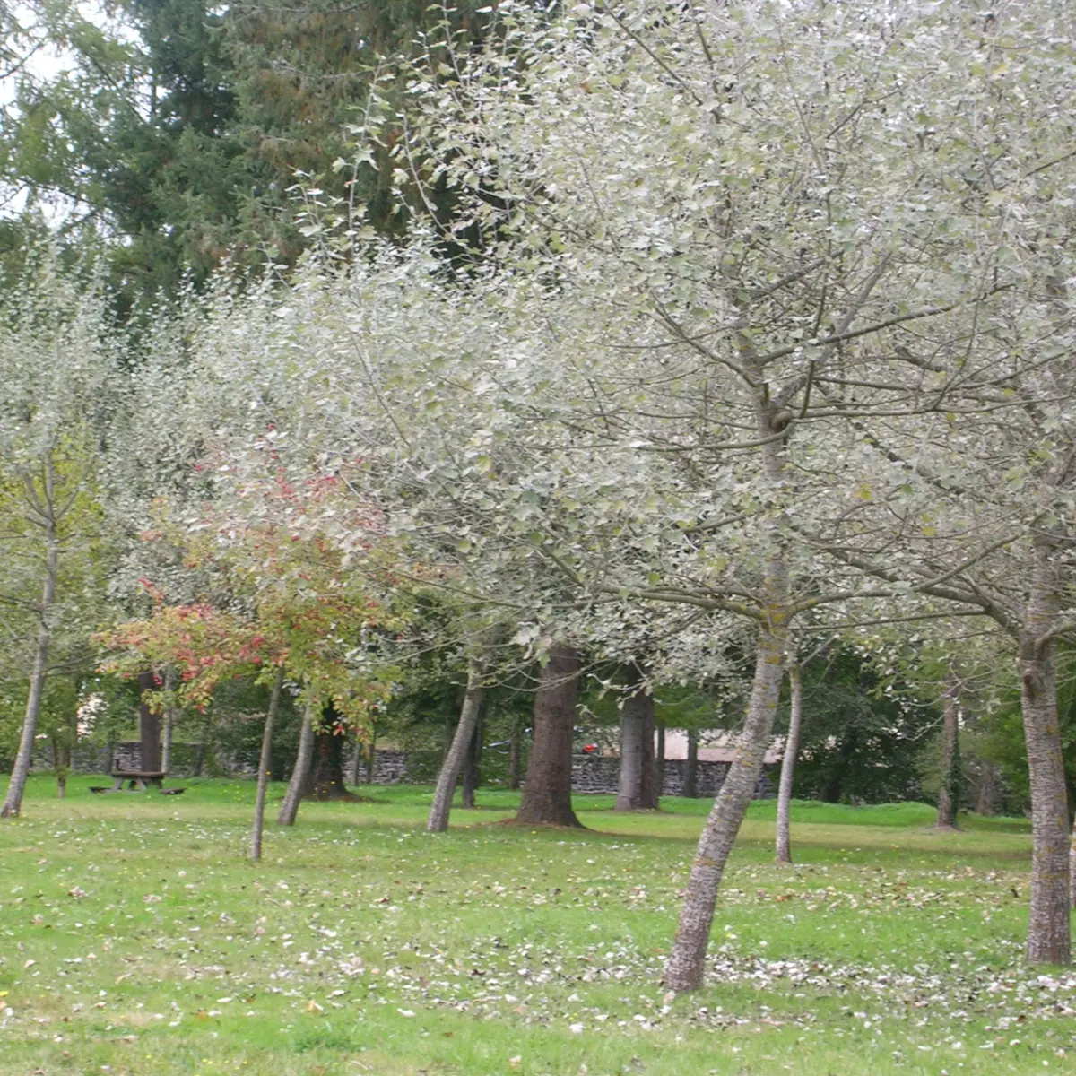 Parc d'Arliquet_1