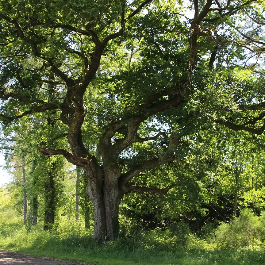 2. arbre aux poules