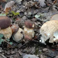 Boletus-aereus