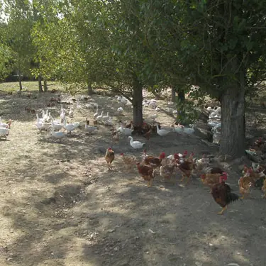 Volailles La Meuzacoise à Meuzac_3