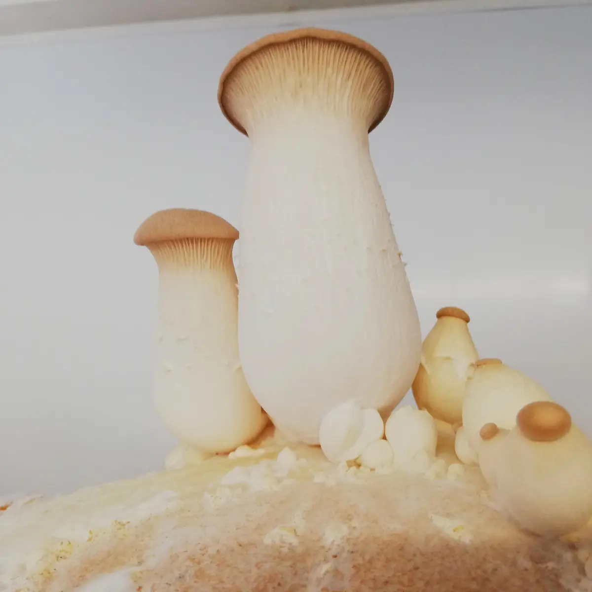 champignons coussacois_3