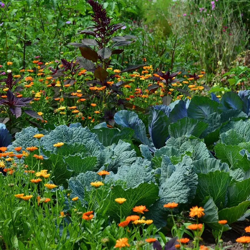 Légumes_1