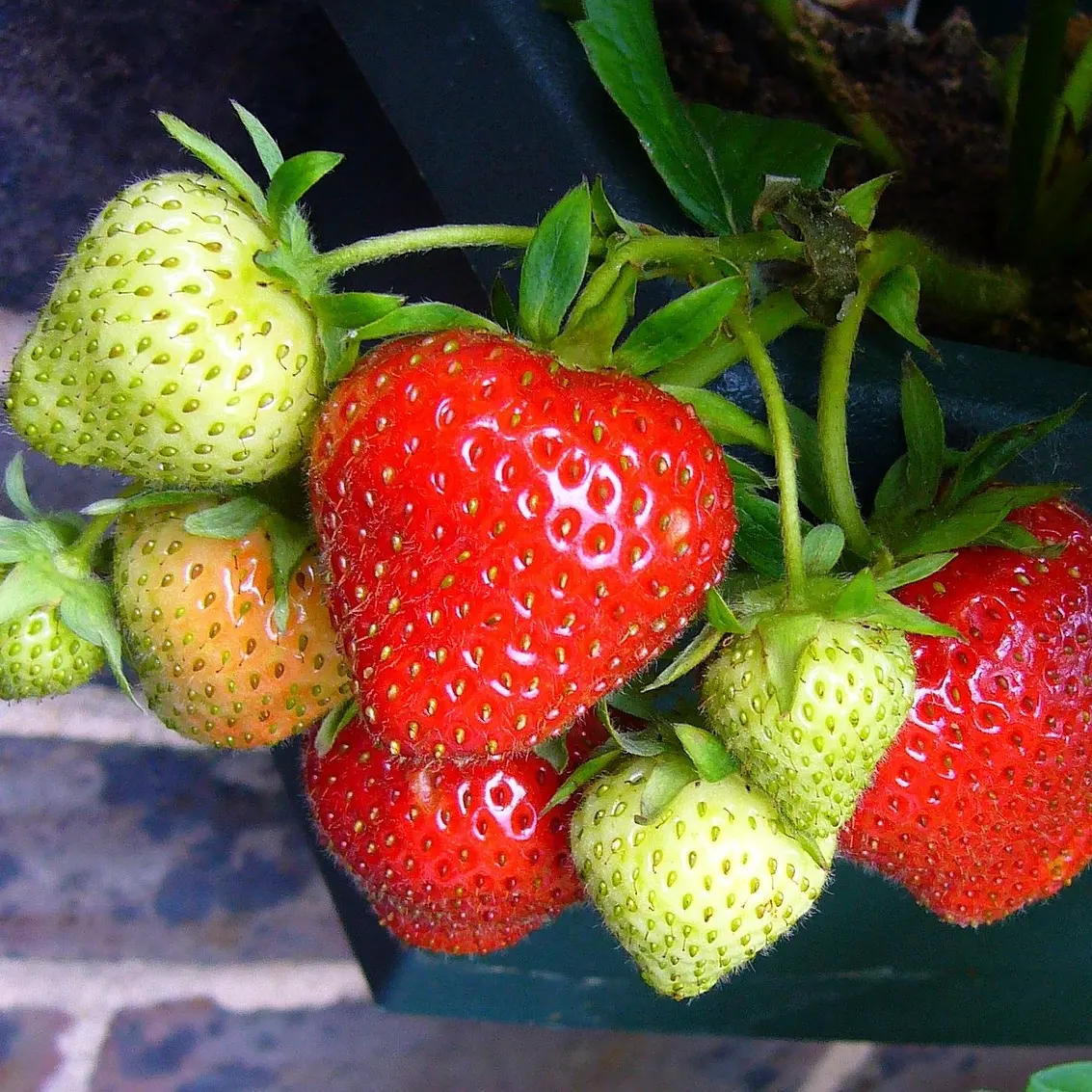 Fraises_2