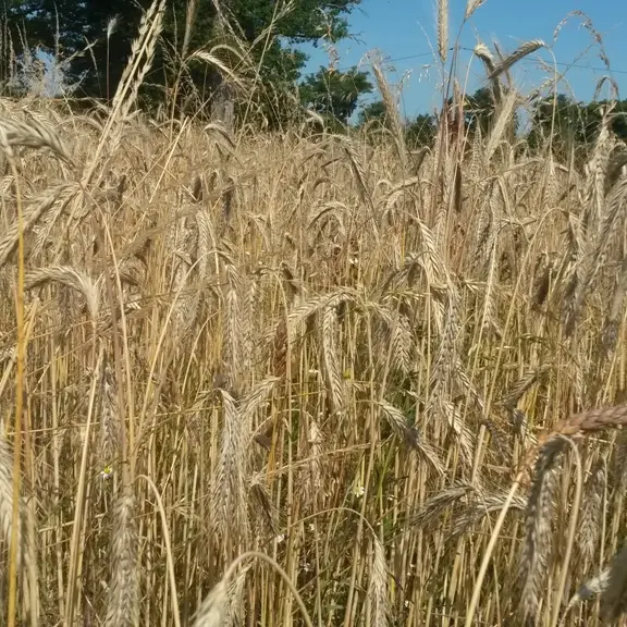 Le blé_2