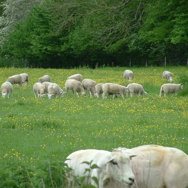 Moutons_2