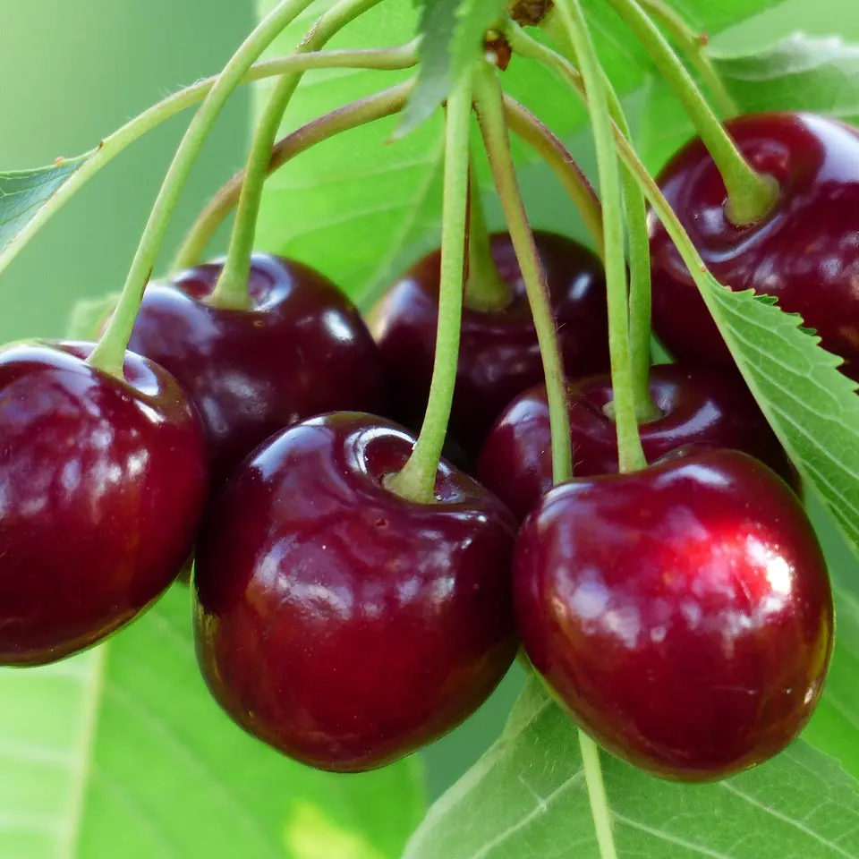 Cerises_2