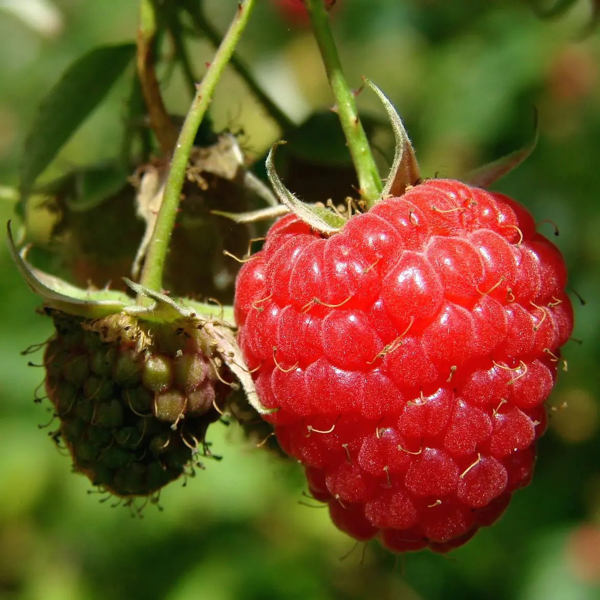 Framboises_3