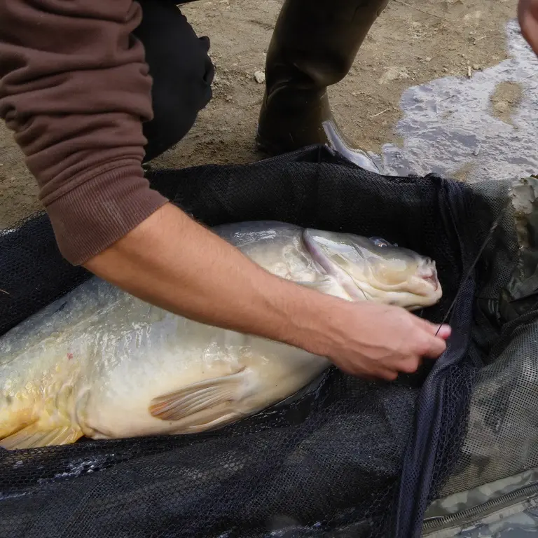 Etang des Pouyades_3