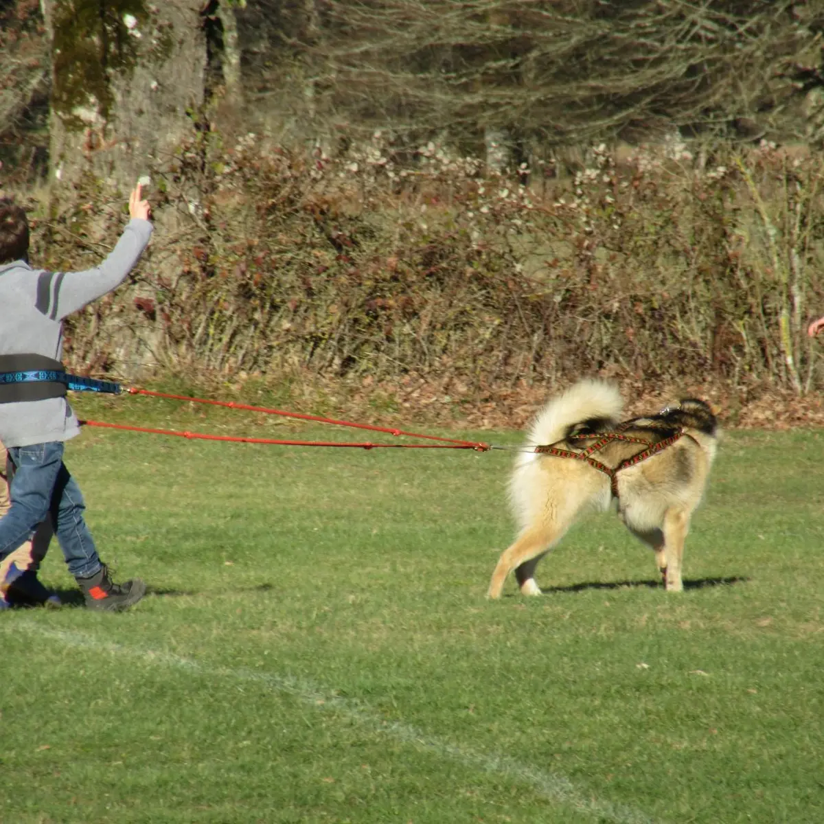Activités en chiens de traîneau_1
