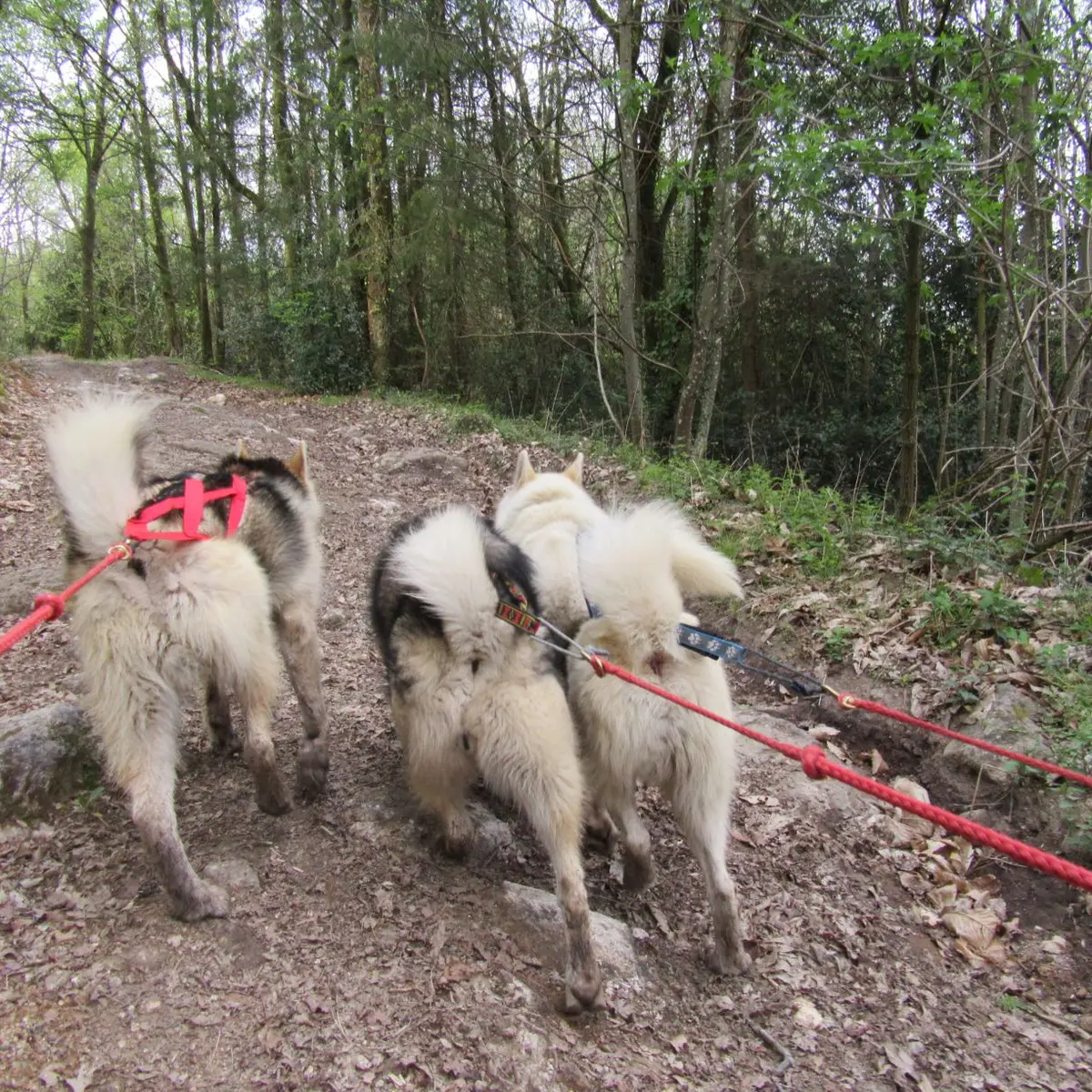 Activités en chiens de traîneau_2