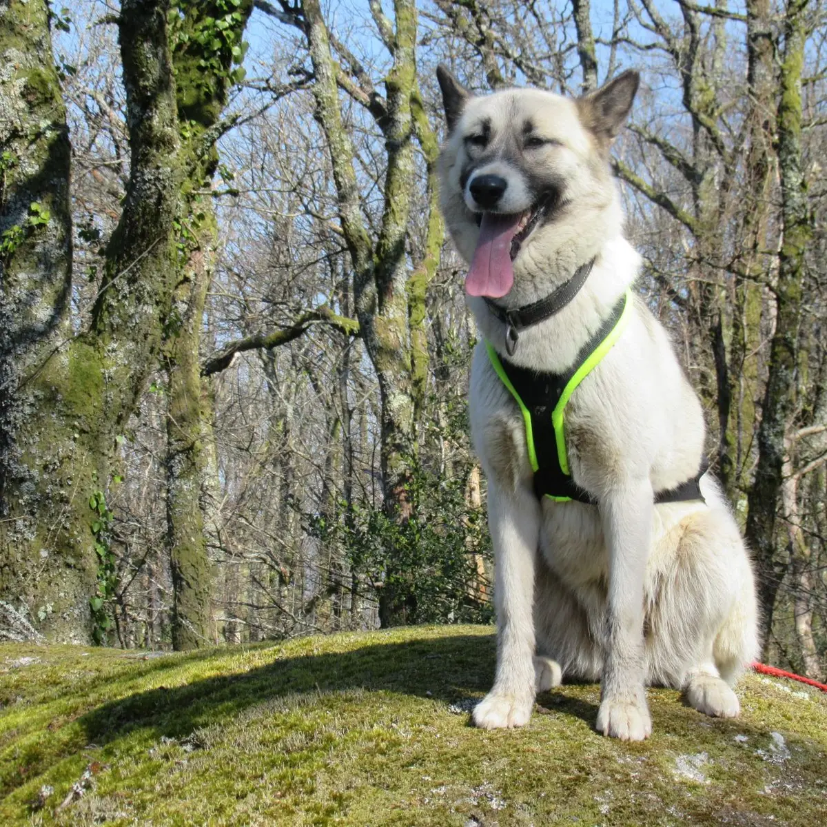 Activités en chiens de traîneau_3