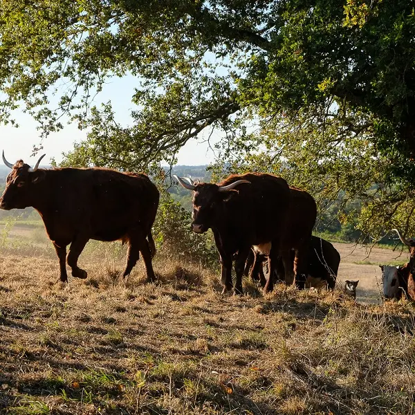 vaches au pré_2