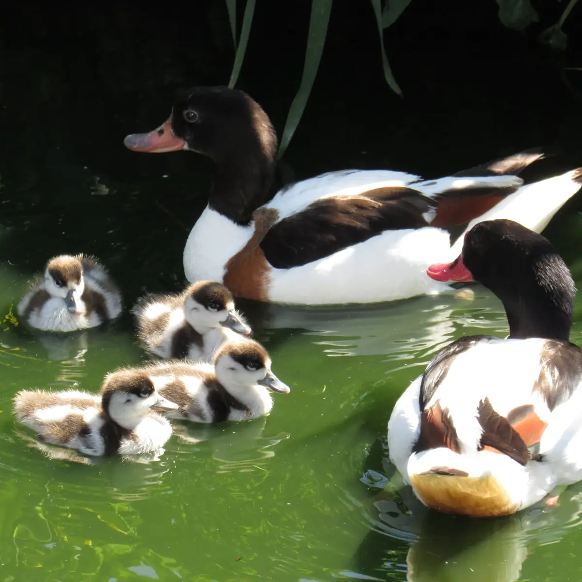 Jardin Zoologique Bellachon_4