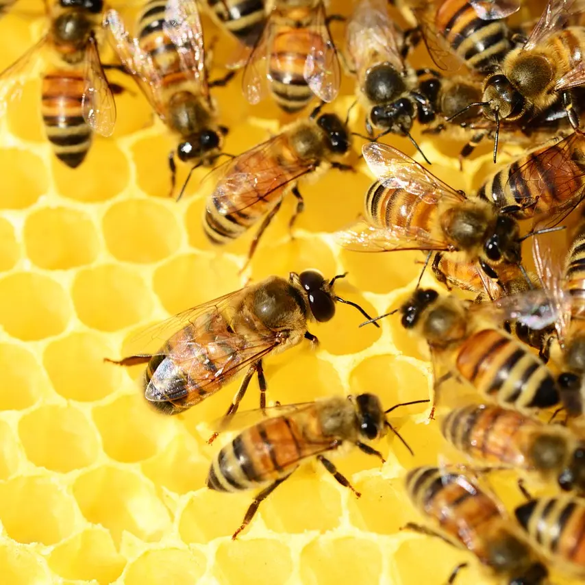 Les abeilles_2