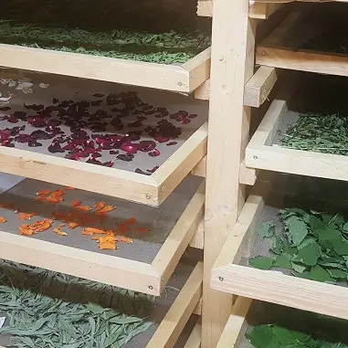Séchage des plantes_2