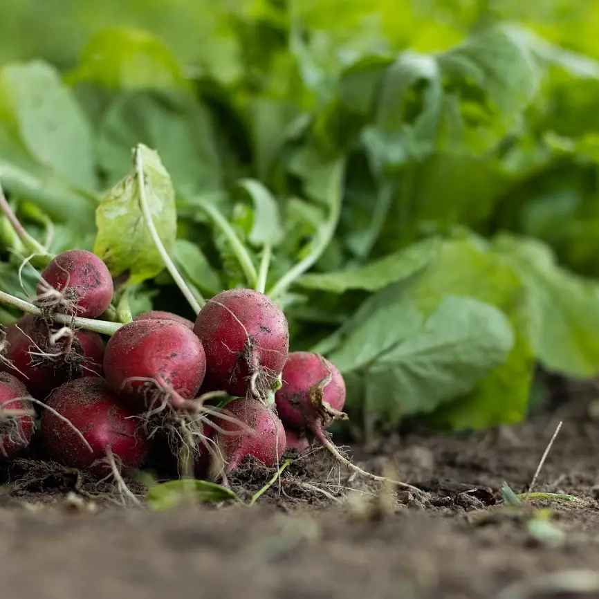 Ferme de la Coulinière - Légumes_3