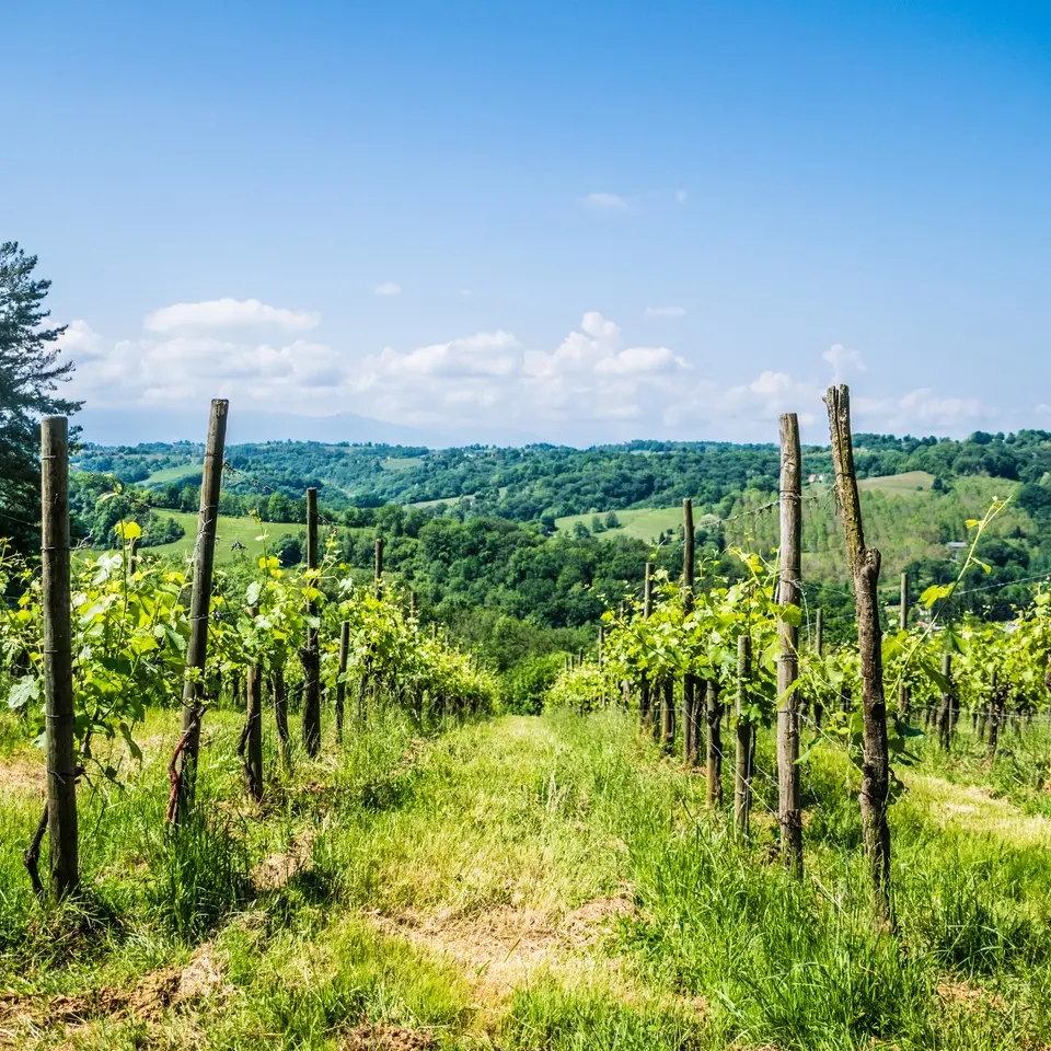Laroin - Couday - Vignes 2